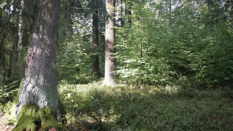 Der Wald, wie wir ihn kennen, ist wegen der Erderwärmung in massiver Gefahr. Forstdirektor Walter Schubach hält es für dringend notwendig, den Wald zu verjüngen und auf neue, klimaresistente Baumarten zu setzen, wie es im Mettener Klosterwald (Bild) schon lange praktiziert wird.