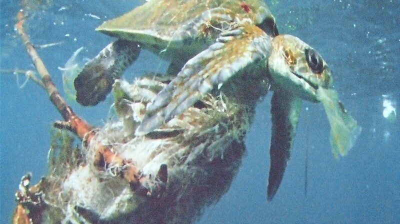 Eine ertrunkene Meeresschildkröte - ein Bild aus dem Vortrag.