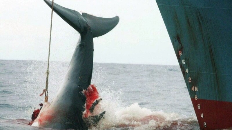 Japans Walfänger sind wieder unterwegs.