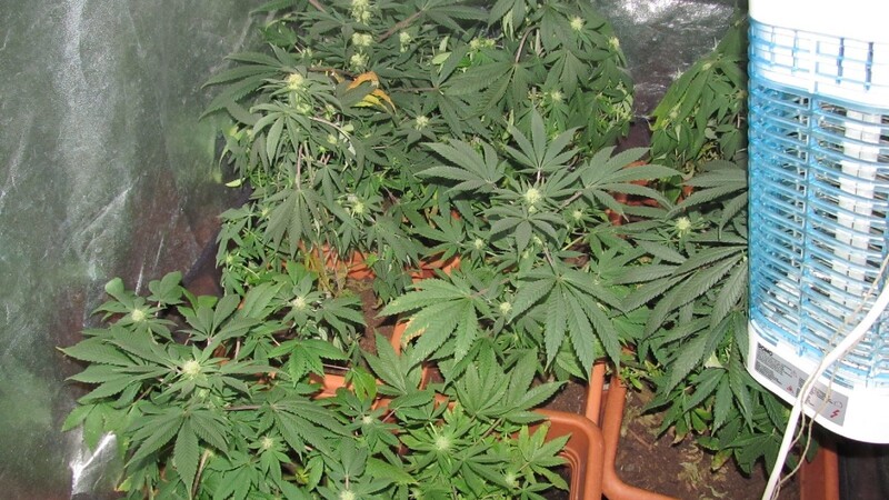Ein Mann versteckte 15 Cannabispflanzen in seiner Wohnung.
