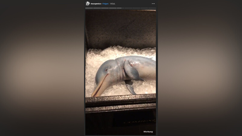 Ist das tote Delfin-Baby tatsächlich echt?