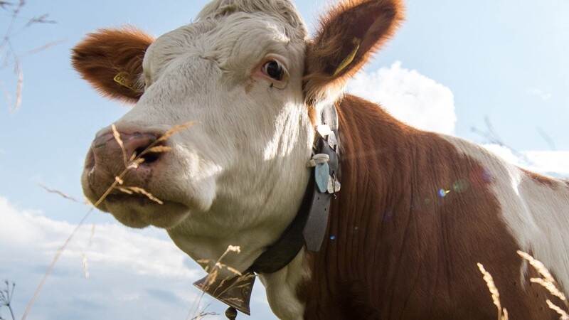 Tierärzte wollen, das Kühe auf langen Transporten bessere Bedingungen bekommen.