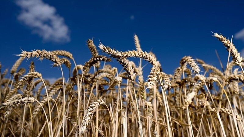 Wie das Landesamt für Statistik am Dienstag in Fürth mitteilte, war die mit Abstand wichtigste Getreidesorte im vergangenen Jahr der Weizen. (Symbolbild)