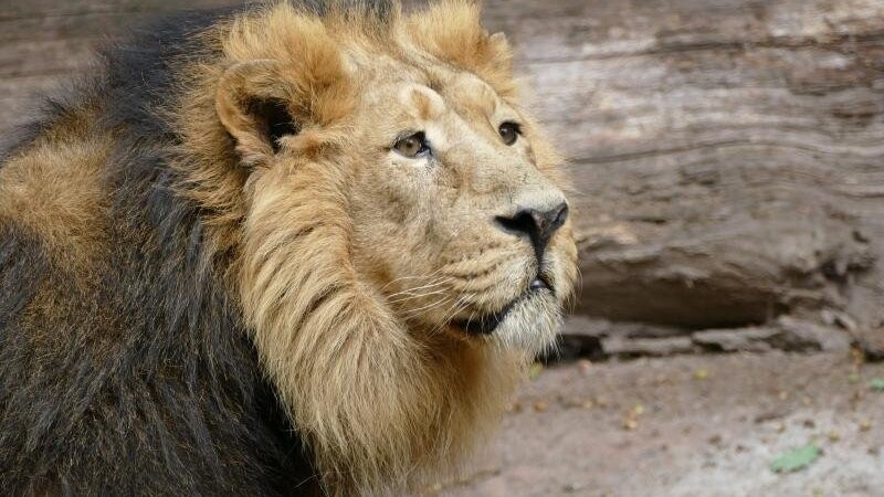 Wie geht es weiter mit dem zeugungsunfähigen Löwen "Subali" im Nürnberger Tiergarten?