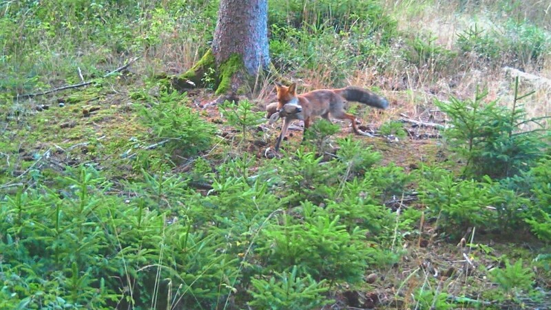 Im August 2022 erwischt: ein Fuchs mit einem Rehkopf im Maul. Das Foto wurde der Polizei von einem Jäger zur Verfügung gestellt.  