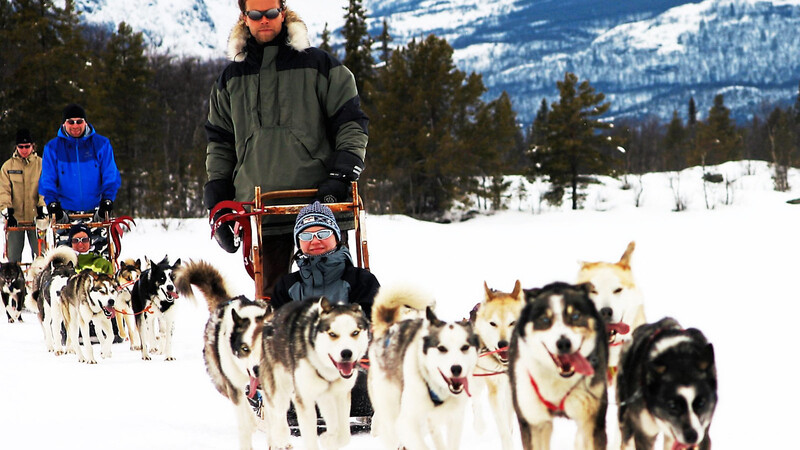 Ihre große Leidenschaft ist das Laufen: Schlittenhunde haben Freude an der Sportart und jagen kilometerweit durch das eisige Norwegen.