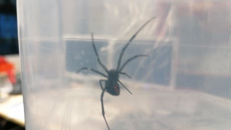 Die eingefangene Spinne. Laut Experten könnte es sich um eine Schwarze Witwe handeln.