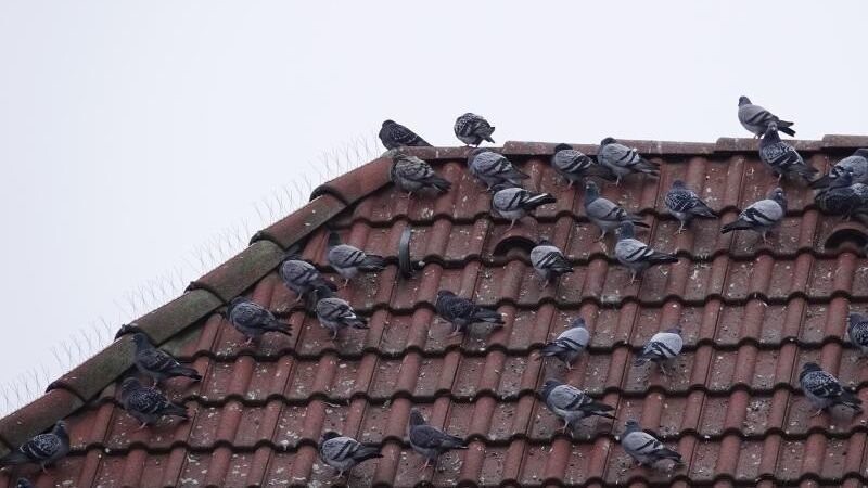 Das Virus, das die Tauben in Straßkirchen aufwiesen, ist laut Experten auch für andere Vogelarten ansteckend.