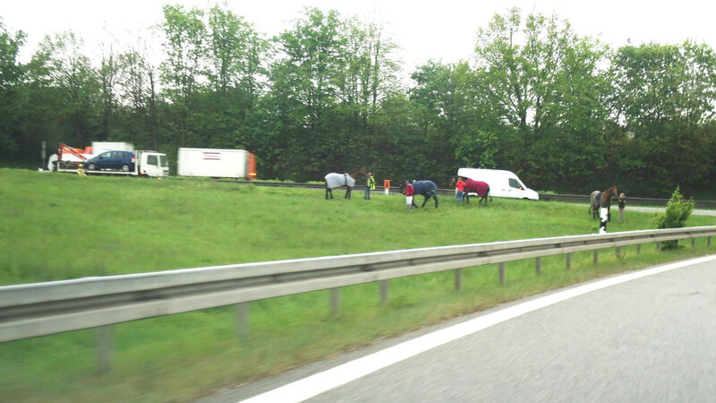 Bei einem Unfall mit einem Tiertransporter auf der A3 entkamen am Freitagmorgen mehrere Pferde ins Freie. Sie wurden mittlerweile wieder eingefangen. Die Tiere kamen wohl mit dem Schrecken davon