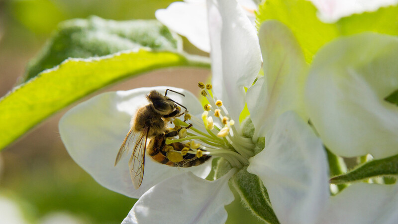Dank der frühlingshaften Temperaturen sind auch die Bienen schon fleißig.
