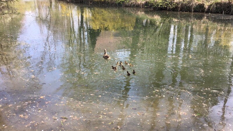 Die Entenfamilie konnte ins Wasser entlassen werden.