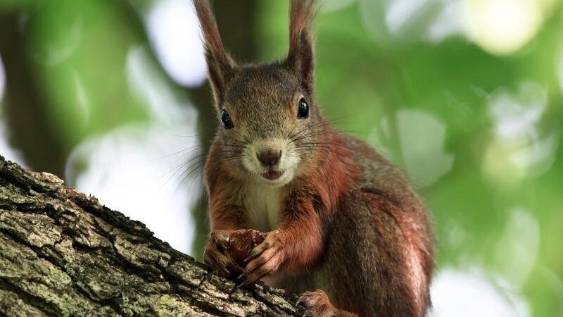 Ein Eichhörnchen sitzt auf einem Baum und hält eine Nuss in den Pfoten. Foto: Felix Kästle/Archiv