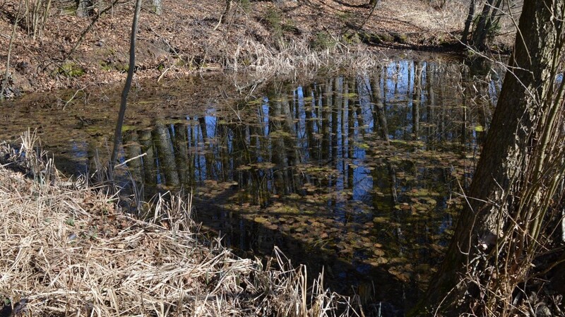 In einem Waldstück bei Ramersdorf liegt dieser Fischweiher an einer Quelle seit Jahren brach und hat sich zu einem wertvollen Biotop für Amphibien entwickelt.