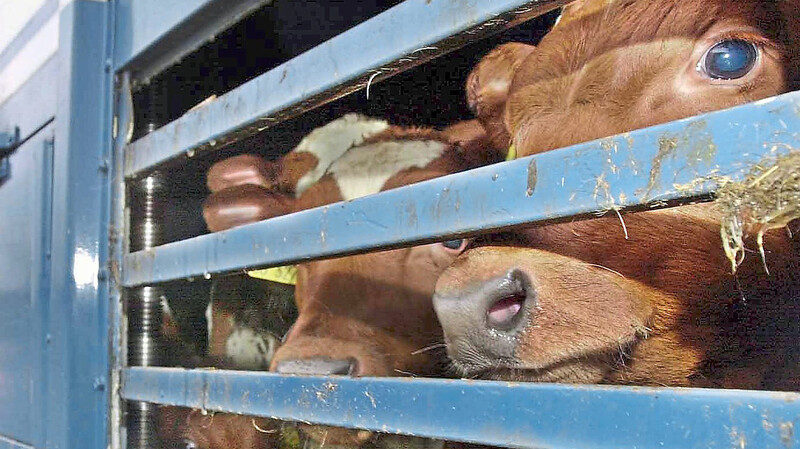Auch wenn sie am Tierwohl zweifeln, haben Landräte dem Urteil zufolge keinen Einfluss auf den Rinderexport von den Sammelstellen ins Ausland.