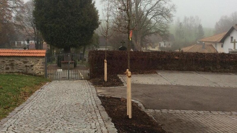 Zwei Feldahorn-Bäume wurden beim Parkplatz des Ränkamer Friedhofs gepflanzt.