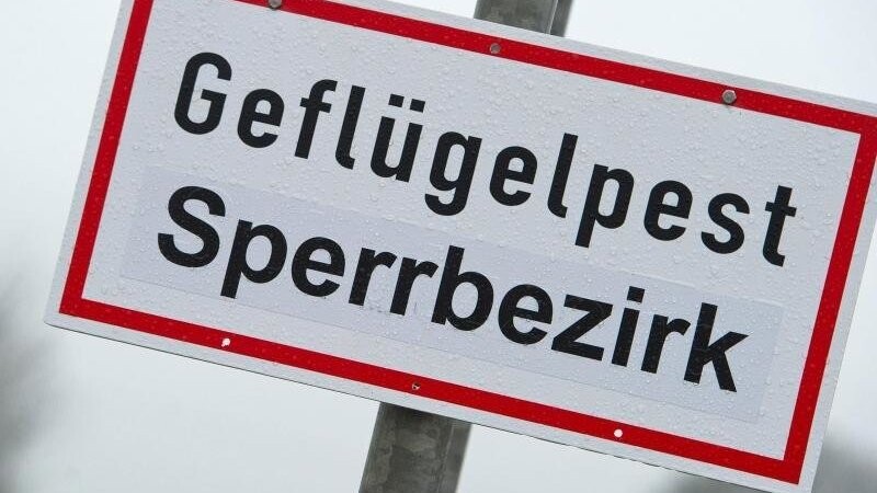 Ein Schild mit der Aufschrift "Geflügelpest Sperrbezirk" steht an einer Straße. Foto: Stefan Sauer/dpa-Zentralbild/dpa/Archivbild