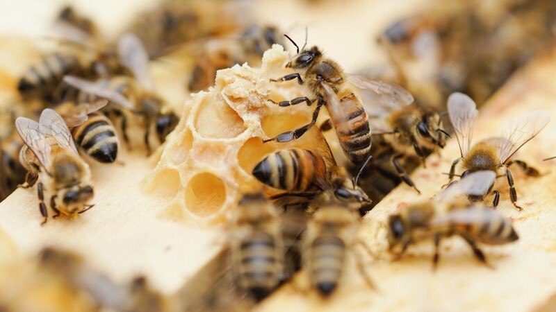 Bienen leben im Landkreis Cham gefährlich. Der Faulbrut-Erreger geht um.