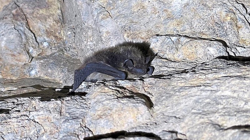 Ein Gast auf der Durchreise: die kleine, strubbelige Fransenfledermaus am Höhleneingang  Fotos: