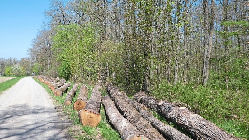 Am Waldrand des Eichenwaldes sind Eichen-Stammholzabschnitte aufgereiht.