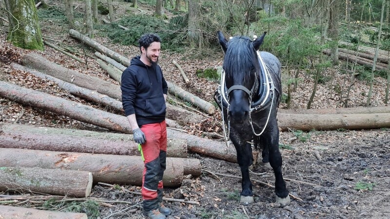 Korbinian Arzberger arbeitet gerne als Holzrücker, der mit seinem Wissen und seinem bis zu 800 Kilogramm schweren Norikern - hier im Bild mit Stanzer - die größtmögliche Bodenschonung bei der Holzarbeit erzielt.