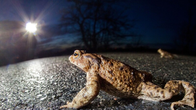 Im Lichtschein eines Autoscheinwerfers krabbelt eine Kröte über eine Landstraße.