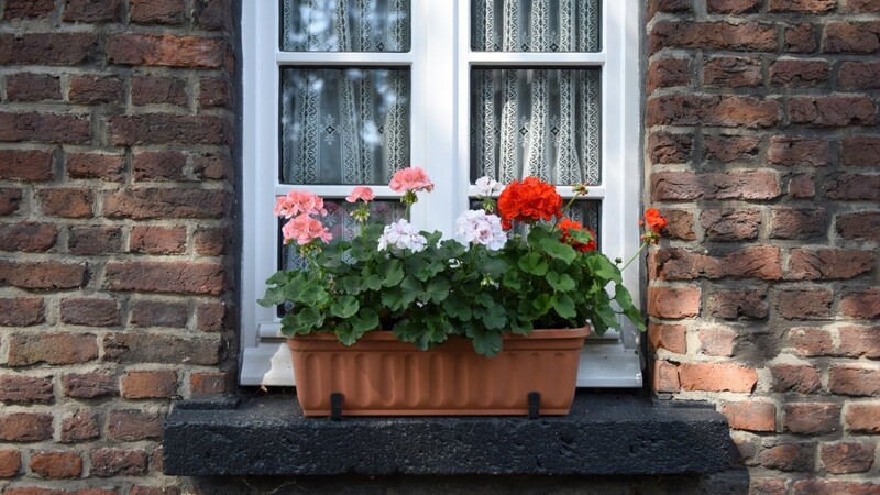 Wenn jeder seinen Garten, seinen Balkon oder die Fensterbank insektenfreundlich gestaltet, ist schon viel gewonnen.