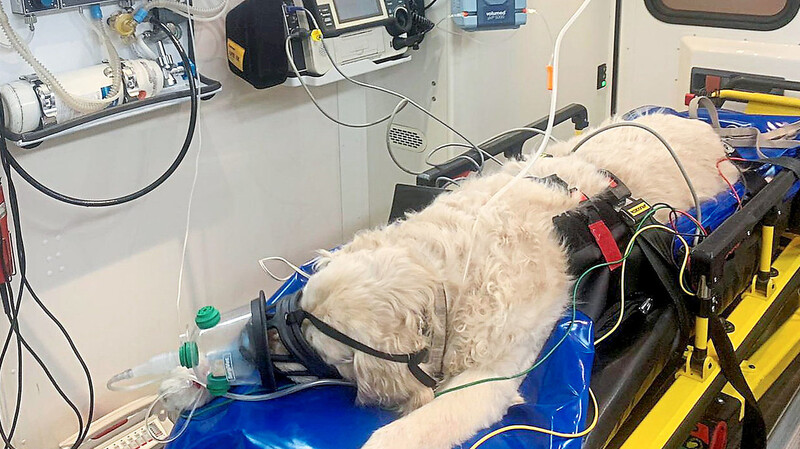 Ein Hund wird im Rettungswagen von einem Tierarzt in eine Tierklinik gefahren. - Einsatz der Tierretter Niederbayern an einem Weiher: Zwei Schwäne waren festgefroren.