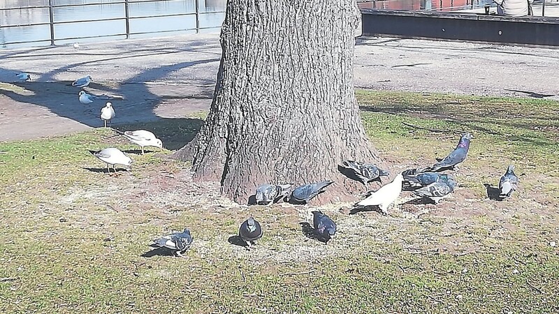 Tauben füttern ist in Landshut verboten. Dennoch füttern Passanten die Tiere immer wieder gezielt - was jedoch andere Vögel und auch manchmal Ratten anlockt.