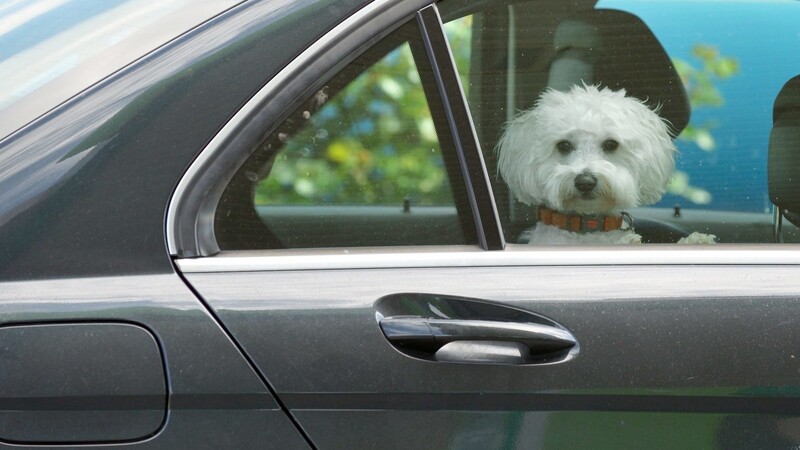 Leider kommt es immer wieder vor, dass Hundebesitzer ihre Vierbeiner bei großer Hitze über längere Zeit im Auto zurücklassen. (Symbolbild)