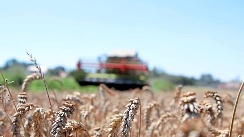 Durch den Verzicht auf die dritte Stickstoff-Gabe wird mit dem Anbau von Wasserschutz-Weizen die Nitratbelastung verringert.