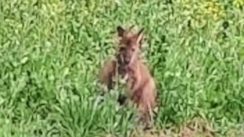 Äußerst scheu präsentierte sich das Känguru im Gras.