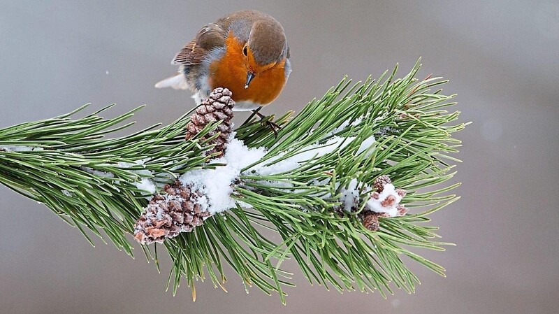 Ein Rotkehlchen sitzt auf einem Zweig. Am Freitag beginnt die LBV-Mitmachaktion "Stunde der Wintervögel".
