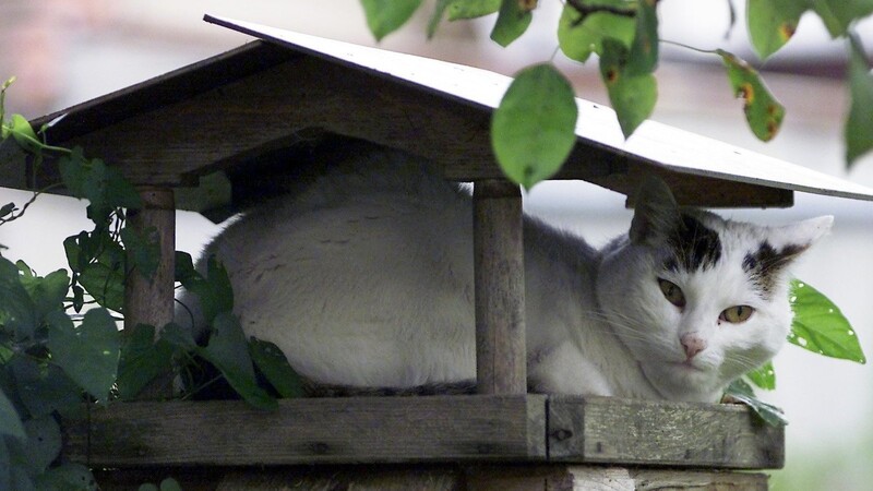 Von Hauskatzen gehe eine derarte Gefahr für Vögel und Kleintiere aus, dass niederländische Forscher nun ein Freigang-Verbot für Hauskatzen vorschlagen. (Symbolbild)