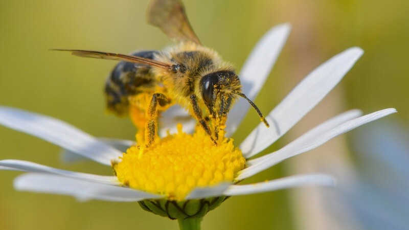Eine Wildbiene sucht nach Nektar auf einer Blüte einer Magerwiesen-Margerite.