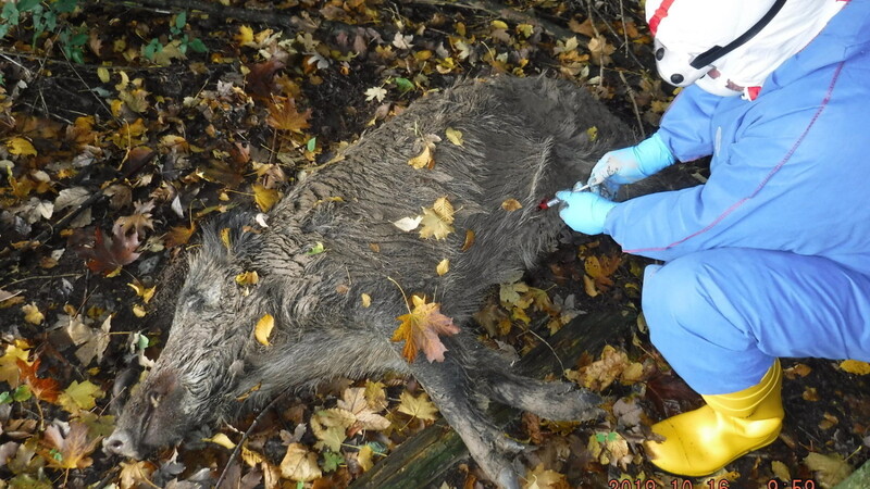 2019 fand eine Such- und Bergeübung des Veterinäramts statt, um auf einen möglichen Ausbruch der Afrikanischen Schweinepest vorbereitet zu sein.