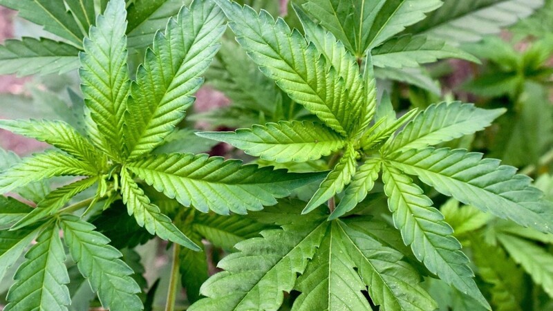 Eine Marihuana-Pflanze
