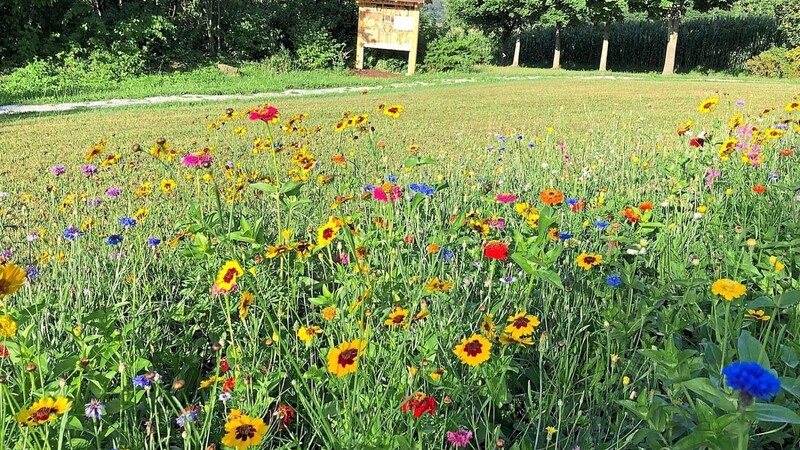 Die Blumenwiese, die der OGV Lam im Panoramapark angelegt hat.