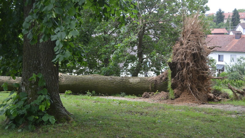 Mit Wurzelstock wurde die gewaltige Eiche im Theobald-Park durch den Sturm umgeworfen.