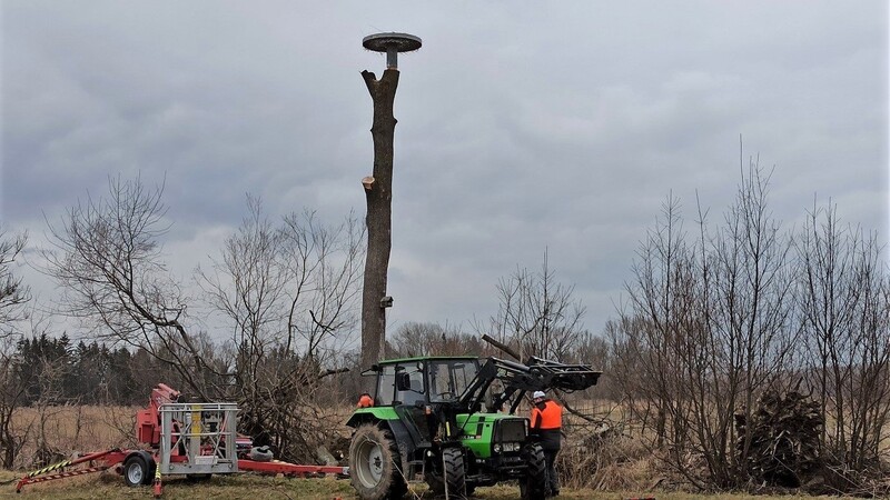 Ein Landwirt hat den präparierten Nistplatz im Moos auf einen Baumstamm in 13 Metern Höhe montiert.