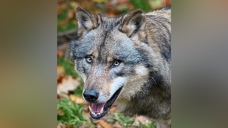 Es wurde bereits vermutet, dass sich der Wolf nicht mehr in Oberbayern aufhält. Dies bestätigte sich nun.