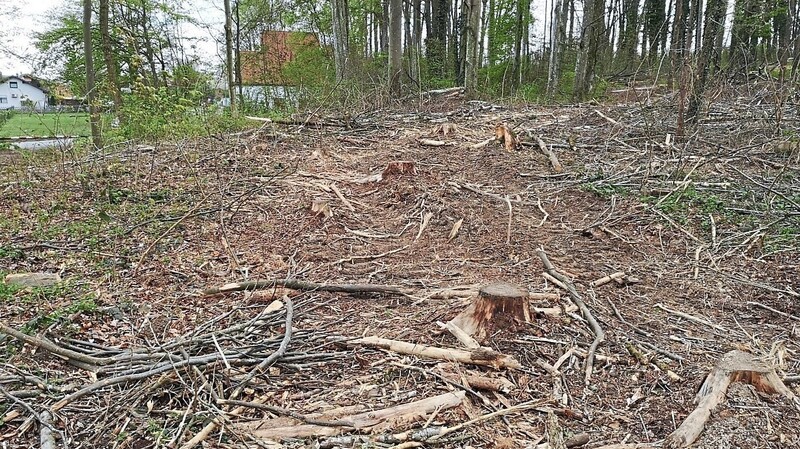 Das Gelände des künftigen Waldkindergartens wurde bereits vom Bauhof baumfrei gemacht. Es muss aber noch von Geäst und Baumstöcken freigeräumt und begehbar gemacht werden.