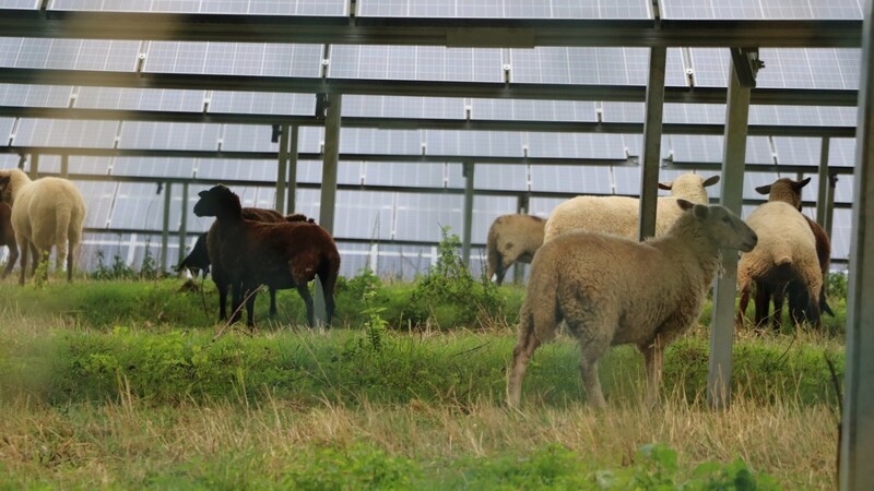 Grünes Licht gab der Gemeinderat einer Agrar-Photovoltaikanlage zwischen Gastorf und Stünzbach. Agri-Photovoltaik schließt eine landwirtschaftliche Nutzung, etwa eine Beweidung mit Schafen, ein.