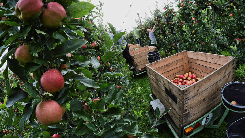 Absatzprobleme für Apfelbauern? Deutschlands größter Agrarhändler schlägt Alarm.