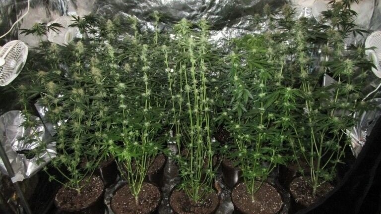 Diese Marihuanapflanzen entdeckten die Polizisten hinter der Spiegelwand.