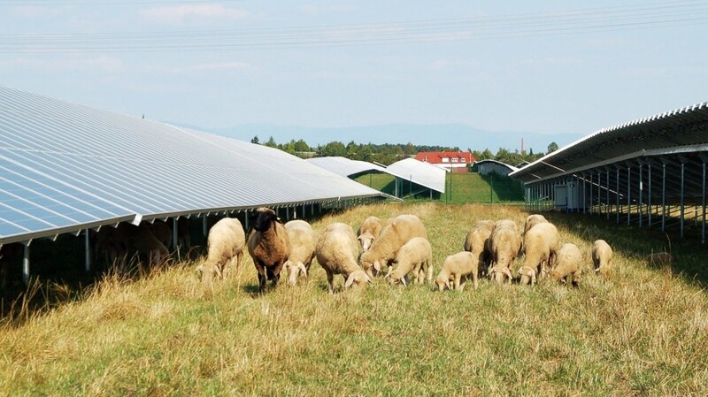 Schafe grasen auf dem Bürgersolarpark in Lerchenhaid/Atting.