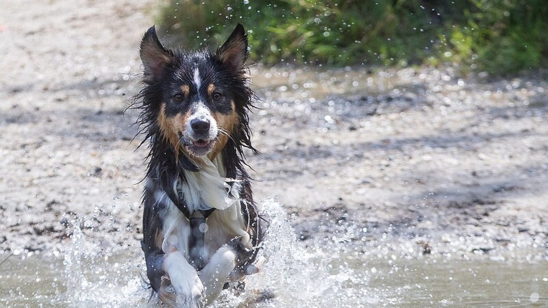Auch für viele Hunde gibt es bei großer Hitze nichts schöneres, als Abkühlung im Wasser. (Symbolbild)
