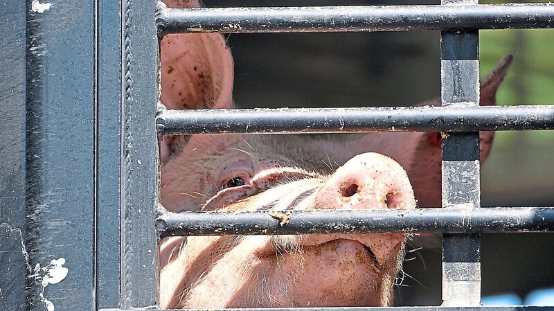 "Das Leid der Tiere war nicht zu übersehen", sagte eine Kontrolleurin über den Zustand der Schweine des Betriebes im Landkreis. Die verantwortlichen Bauern wurden gestern freigesprochen.