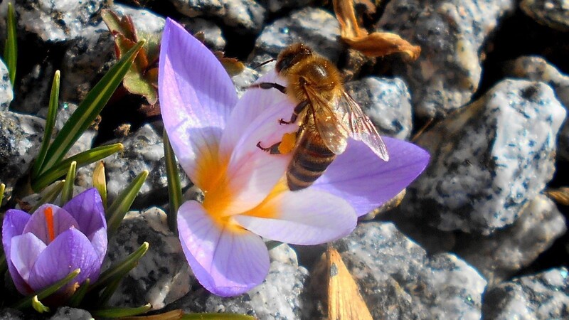 Schlicht "Frühlingsblumen mit Biene" betitelt Robert Weinberger aus Leiblfing sein Bild.