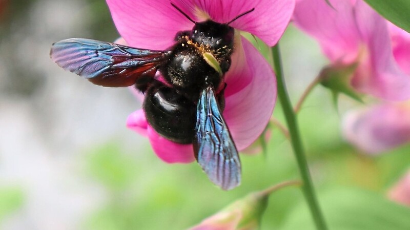 Die Holzbiene spreizt ihre blauschillernden Flügel auseinander.