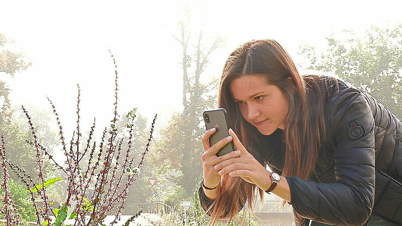 Mit dem Handy und der BAYSICS-App geht Doktorandin Johanna Jetschni von der KU Eichstätt-Ingolstadt auf Pollenjagd.